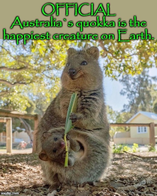 Quokka - Happiest creature on Earth |  OFFICIAL
Australia`s quokka is the happiest creature on Earth. | image tagged in oz | made w/ Imgflip meme maker