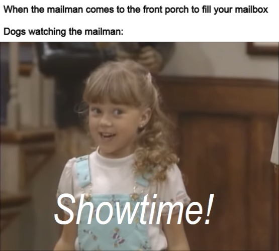 Showtime! | When the mailman comes to the front porch to fill your mailbox
 
Dogs watching the mailman: | image tagged in showtime,memes,mailman,dogs | made w/ Imgflip meme maker