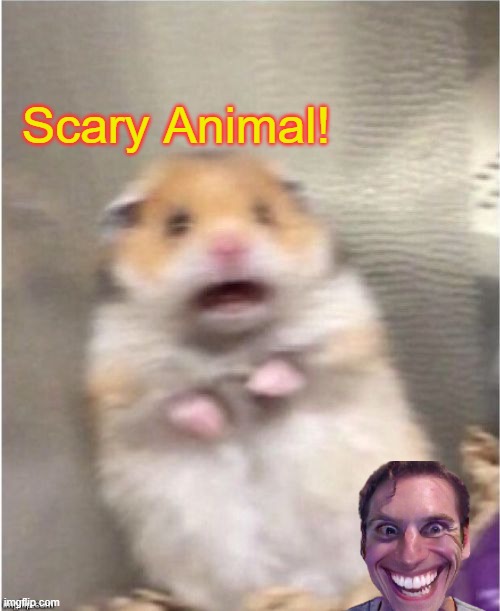 Im sorry but that down there isn't a animal too... | Scary Animal! | image tagged in scared hamster | made w/ Imgflip meme maker