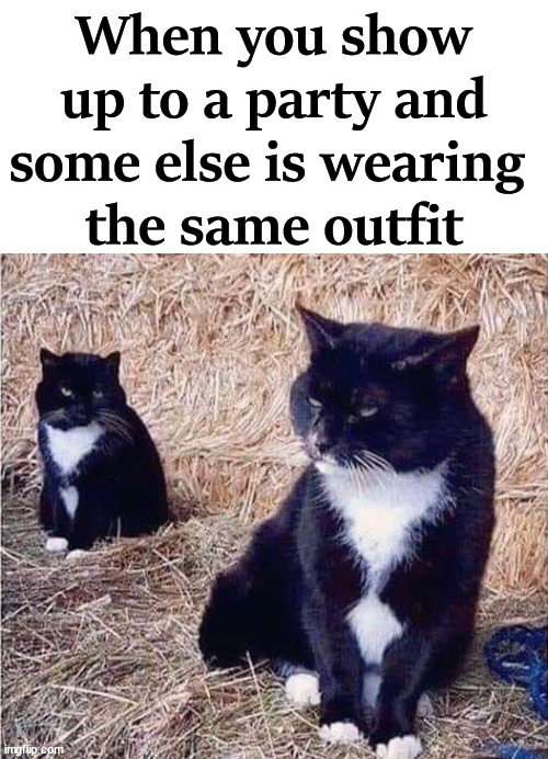 When you show up to a party and some else is wearing 
the same outfit | image tagged in cats | made w/ Imgflip meme maker