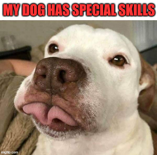 MY DOG HAS SPECIAL SKILLS | image tagged in dogs | made w/ Imgflip meme maker