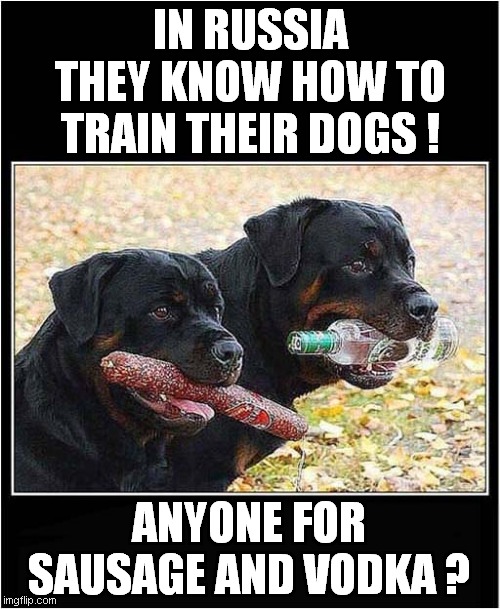 A Pair Of Russian Rottweilers ! | IN RUSSIA
THEY KNOW HOW TO TRAIN THEIR DOGS ! ANYONE FOR SAUSAGE AND VODKA ? | image tagged in fun,dogs,rottweiler,training,sausage,vodka | made w/ Imgflip meme maker