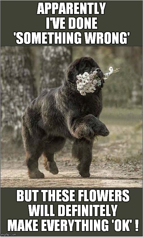 Over Confidant Dog ? | APPARENTLY
I'VE DONE
'SOMETHING WRONG'; BUT THESE FLOWERS WILL DEFINITELY MAKE EVERYTHING 'OK' ! | image tagged in dogs,done wrong,flowers | made w/ Imgflip meme maker