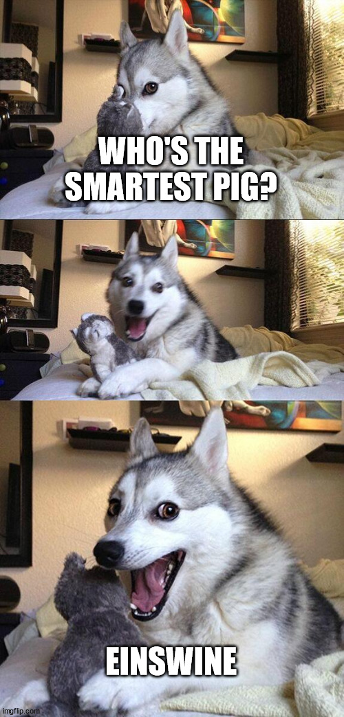 Smartest Pig | WHO'S THE SMARTEST PIG? EINSWINE | image tagged in memes,bad pun dog | made w/ Imgflip meme maker