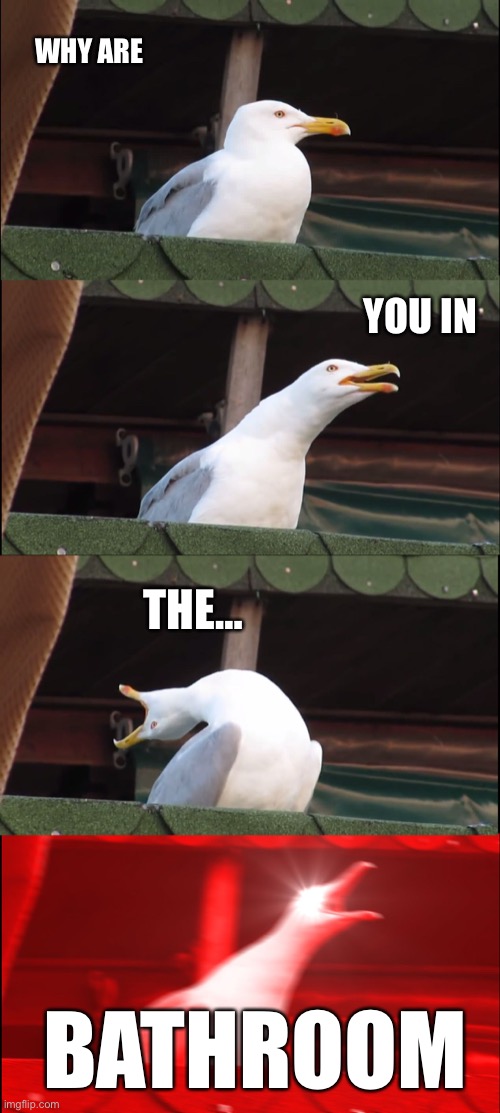 Inhaling Seagull | WHY ARE; YOU IN; THE…; BATHROOM | image tagged in memes,inhaling seagull | made w/ Imgflip meme maker