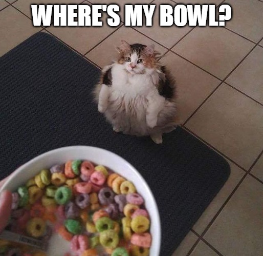 Loop cat | WHERE'S MY BOWL? | image tagged in loop cat,memes,cats,Catmemes | made w/ Imgflip meme maker