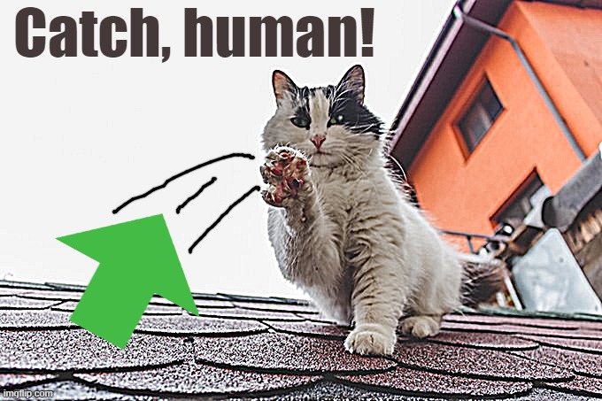 Catch, human! | made w/ Imgflip meme maker