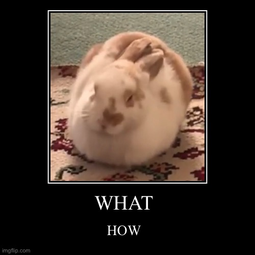 bune loaf??????? | WHAT | HOW | image tagged in what how,loaf,animals loafing,bunnies,rabbits,loaf of bread | made w/ Imgflip demotivational maker