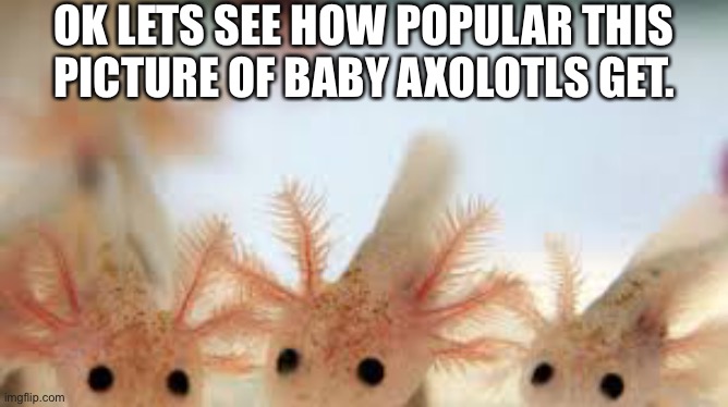 upvote now i would be very grateful | OK LETS SEE HOW POPULAR THIS PICTURE OF BABY AXOLOTLS GET. | image tagged in i would be so happy,axolotl | made w/ Imgflip meme maker