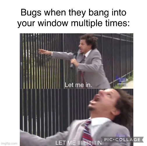 Bugs | image tagged in bugs | made w/ Imgflip meme maker