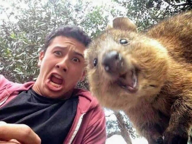 High Quality Quokka and Stan Blank Meme Template