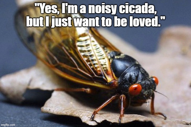 Funny cicada meme - "Yes, I'm a noisy cicada, but I just want to be loved." They look like the offspring of a moth and a fly. | "Yes, I'm a noisy cicada, but I just want to be loved." | image tagged in memes,funny memes,funny animals,cicada,summer,noise | made w/ Imgflip meme maker