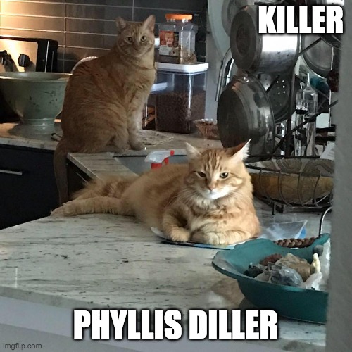 The Gingersnap Twins | KILLER; PHYLLIS DILLER | image tagged in funny cats | made w/ Imgflip meme maker