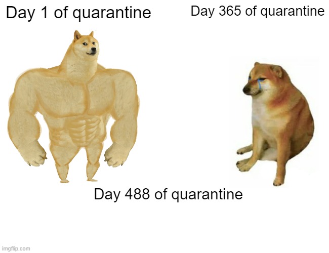 help pls | Day 1 of quarantine; Day 365 of quarantine; Day 488 of quarantine | image tagged in memes,buff doge vs cheems | made w/ Imgflip meme maker