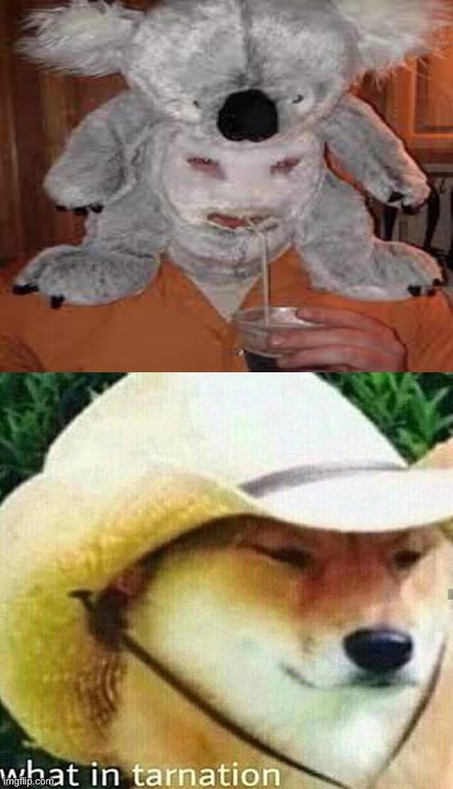 Um | image tagged in blank white template,what in tarnation dog | made w/ Imgflip meme maker