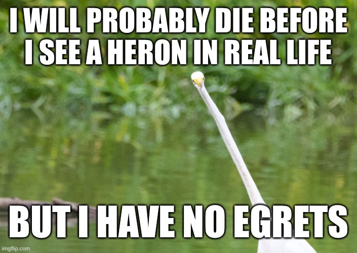 Front-facing egret | I WILL PROBABLY DIE BEFORE I SEE A HERON IN REAL LIFE; BUT I HAVE NO EGRETS | image tagged in birds | made w/ Imgflip meme maker