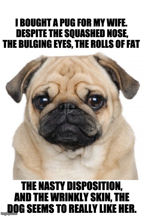 Pug | I BOUGHT A PUG FOR MY WIFE.  DESPITE THE SQUASHED NOSE, THE BULGING EYES, THE ROLLS OF FAT; THE NASTY DISPOSITION, AND THE WRINKLY SKIN, THE DOG SEEMS TO REALLY LIKE HER. | image tagged in pug chatup liner | made w/ Imgflip meme maker