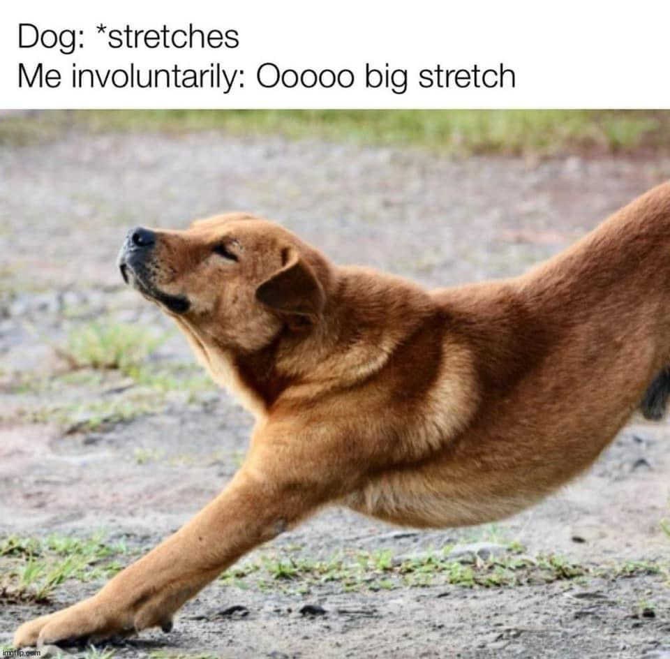 image tagged in dogs | made w/ Imgflip meme maker