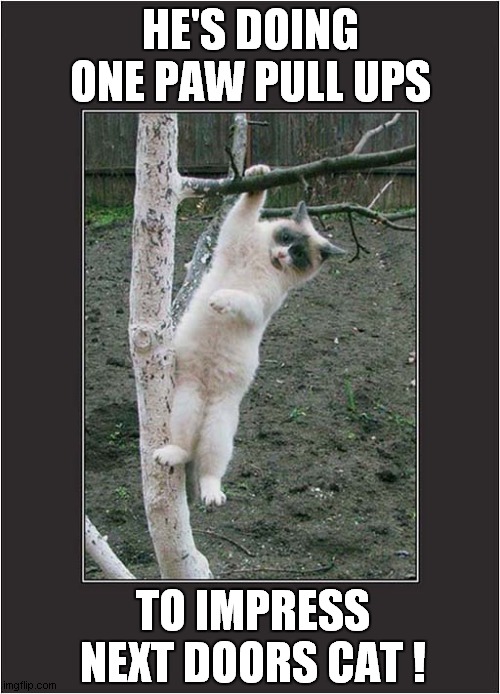 Is This Cat Showing Off ? | HE'S DOING ONE PAW PULL UPS; TO IMPRESS NEXT DOORS CAT ! | image tagged in cats,showing off,pull ups,impressive | made w/ Imgflip meme maker