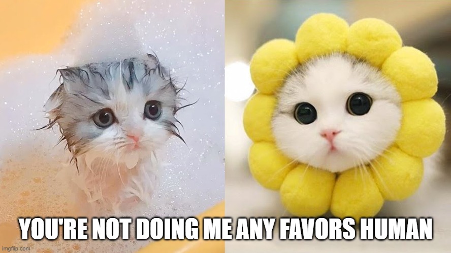 Can't make a pretty flower if you don't get wet | YOU'RE NOT DOING ME ANY FAVORS HUMAN | image tagged in cat,e,q | made w/ Imgflip meme maker