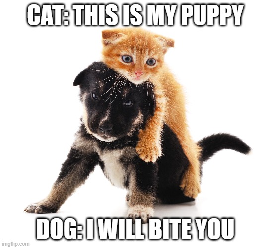 happy cat and annoyed dog | CAT: THIS IS MY PUPPY; DOG: I WILL BITE YOU | image tagged in kitten,puppy,e,q | made w/ Imgflip meme maker