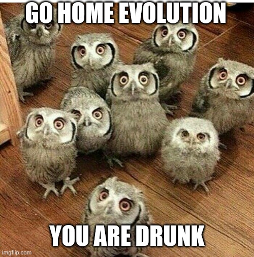 Baby owls......lol | GO HOME EVOLUTION; YOU ARE DRUNK | image tagged in owls | made w/ Imgflip meme maker