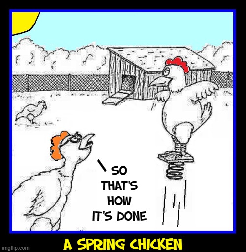 You're Only as Old as You Feel | /; SO THAT'S HOW IT'S DONE; A SPRING CHICKEN | image tagged in vince vance,chickens,memes,spring chicken,barnyard,hens | made w/ Imgflip meme maker