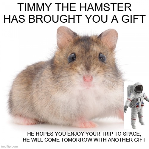 hi timmy! | TIMMY THE HAMSTER HAS BROUGHT YOU A GIFT; HE HOPES YOU ENJOY YOUR TRIP TO SPACE, HE WILL COME TOMORROW WITH ANOTHER GIFT | image tagged in timmy the hamster | made w/ Imgflip meme maker