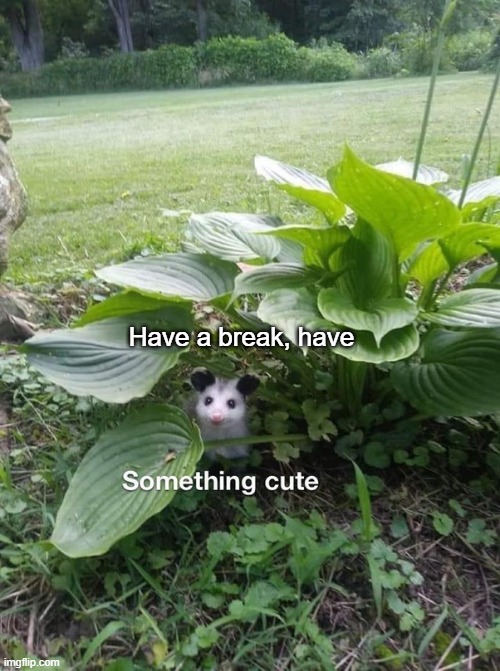 A break | Have a break, have | image tagged in memes,funny,cute,cute animals,keep scrolling | made w/ Imgflip meme maker