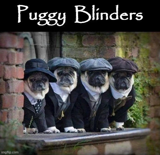 Puggy Blinders | Puggy  Blinders | image tagged in peaky blinders | made w/ Imgflip meme maker