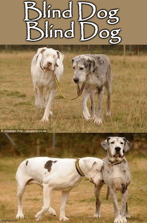 Blind Dog Blind Dog | Blind Dog 
Blind Dog | image tagged in friendship | made w/ Imgflip meme maker