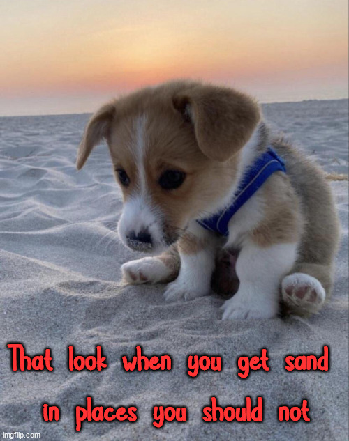 That look when you get sand 
in places you should not | image tagged in dogs | made w/ Imgflip meme maker