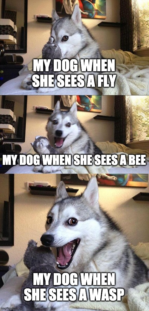 bad wasp | MY DOG WHEN SHE SEES A FLY; MY DOG WHEN SHE SEES A BEE; MY DOG WHEN SHE SEES A WASP | image tagged in memes,bad pun dog | made w/ Imgflip meme maker
