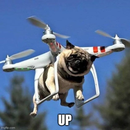 Flying Pug | UP | image tagged in flying pug | made w/ Imgflip meme maker