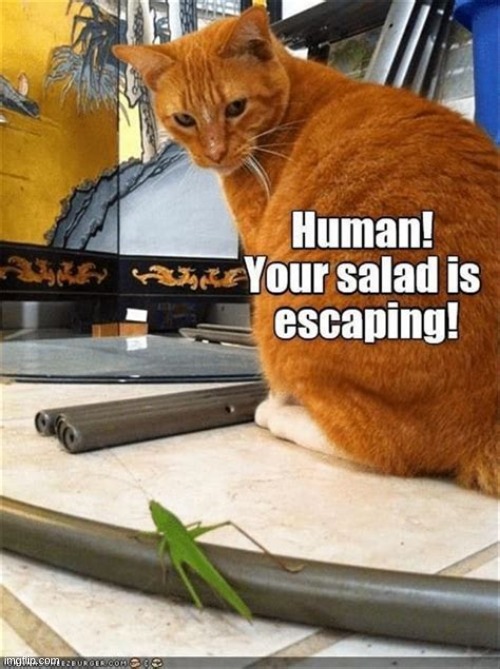 escaping salad | image tagged in salad,cat,lol,ha,escaping,oh | made w/ Imgflip meme maker