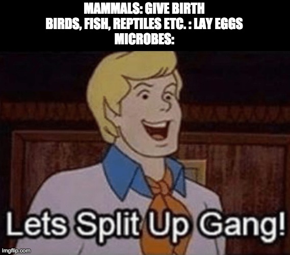 Let’s split up hang! | MAMMALS: GIVE BIRTH
BIRDS, FISH, REPTILES ETC. : LAY EGGS
MICROBES: | image tagged in let s split up hang | made w/ Imgflip meme maker