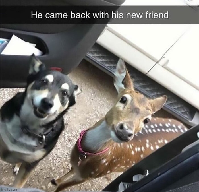image tagged in dogs | made w/ Imgflip meme maker