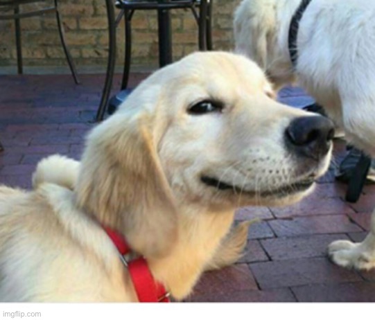 Satisfied Doggo | image tagged in satisfied doggo | made w/ Imgflip meme maker