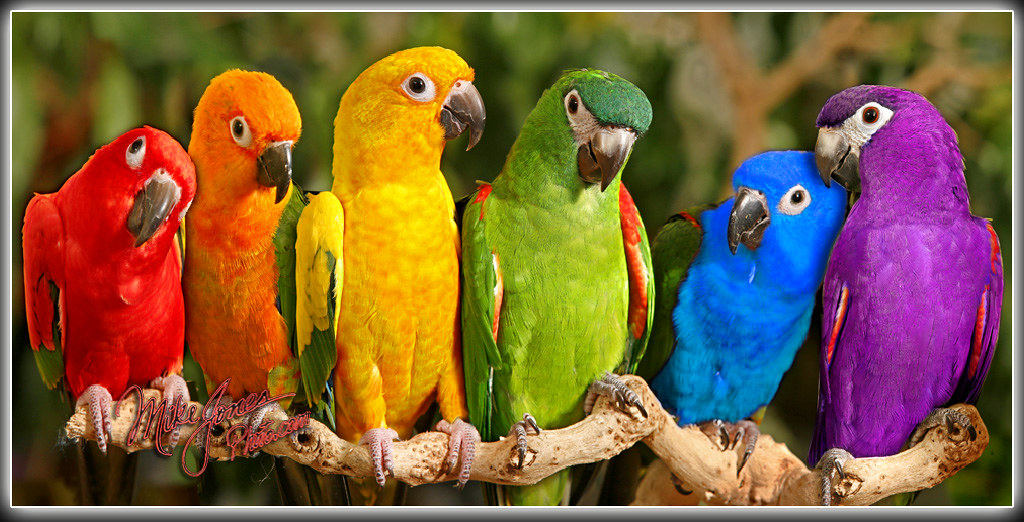 Rainbow parrots Blank Meme Template