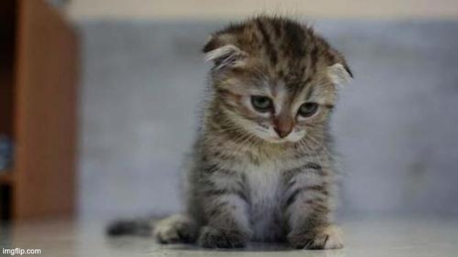 image tagged in sad kitten | made w/ Imgflip meme maker