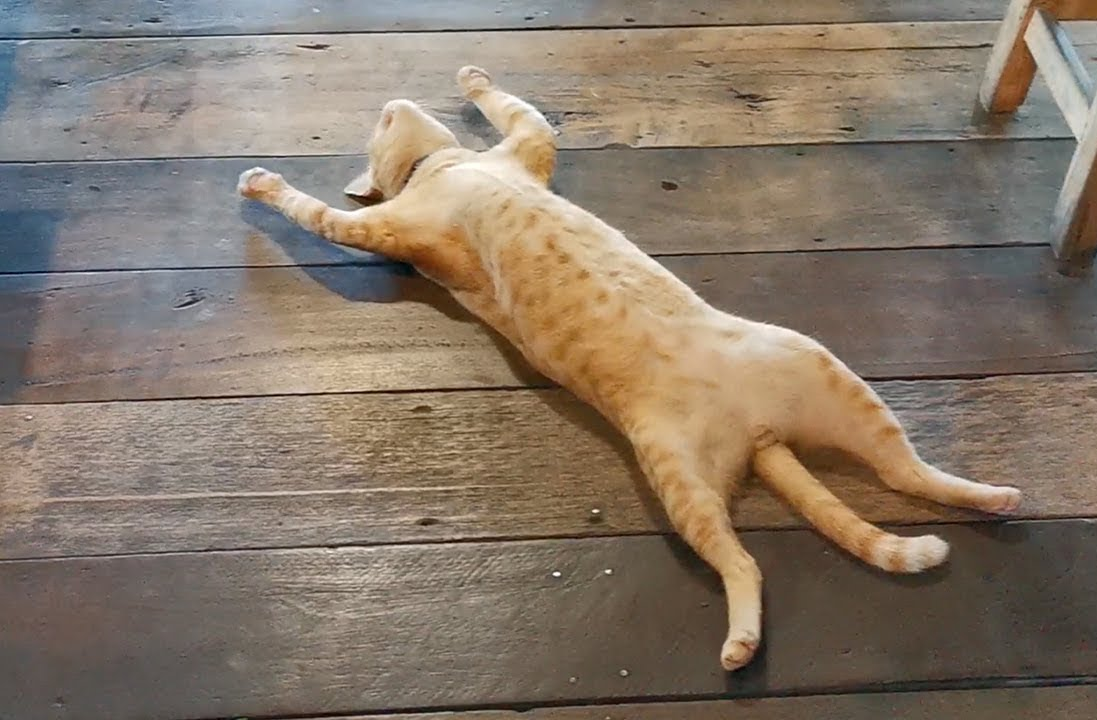 High Quality lazy cat Blank Meme Template