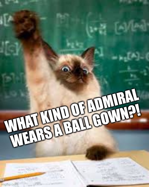 Raised hand cat | WHAT KIND OF ADMIRAL WEARS A BALL GOWN?! | image tagged in raised hand cat | made w/ Imgflip meme maker