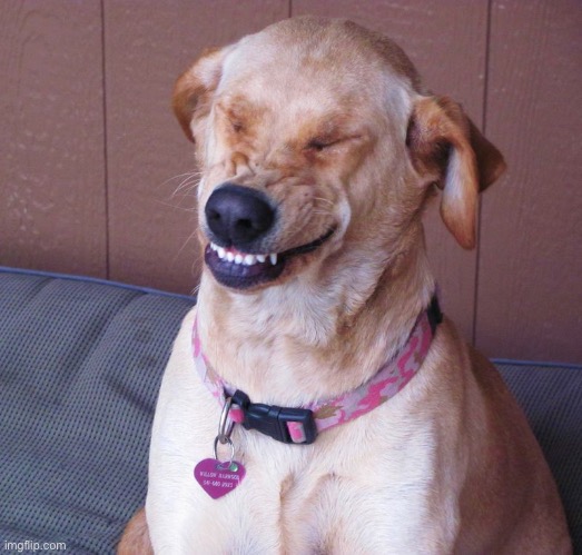 laughing dog | image tagged in laughing dog | made w/ Imgflip meme maker