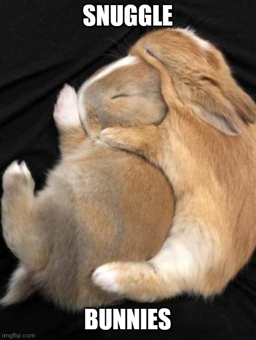 AWW | SNUGGLE; BUNNIES | image tagged in bunnies,rabbits,bunny | made w/ Imgflip meme maker