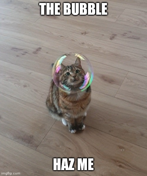 BUBBLE HEAD | THE BUBBLE; HAZ ME | image tagged in cats,funny cats | made w/ Imgflip meme maker