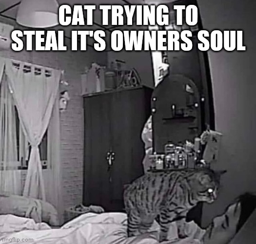 EVIL KITTY | CAT TRYING TO STEAL IT'S OWNERS SOUL | image tagged in cats,funny cats | made w/ Imgflip meme maker