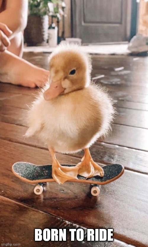 IMAGINE DOING TRICKS WITH WINGS | BORN TO RIDE | image tagged in ducks,duck,skateboard | made w/ Imgflip meme maker