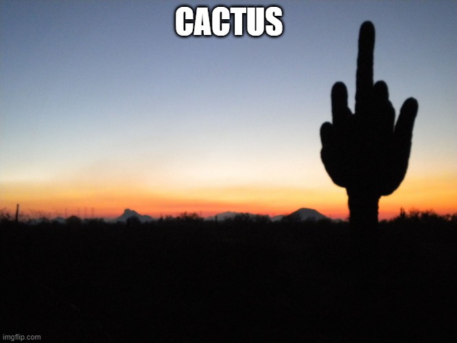 Cactus |  CACTUS | image tagged in cactus,memes | made w/ Imgflip meme maker