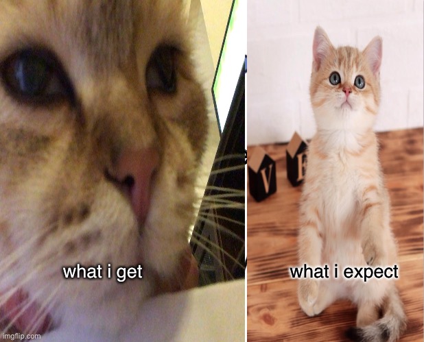 what i expect vs what i get | what i expect; what i get | image tagged in cats,cat,wtf | made w/ Imgflip meme maker
