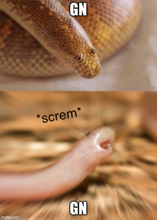 Snek screm | GN; GN | image tagged in snek screm | made w/ Imgflip meme maker